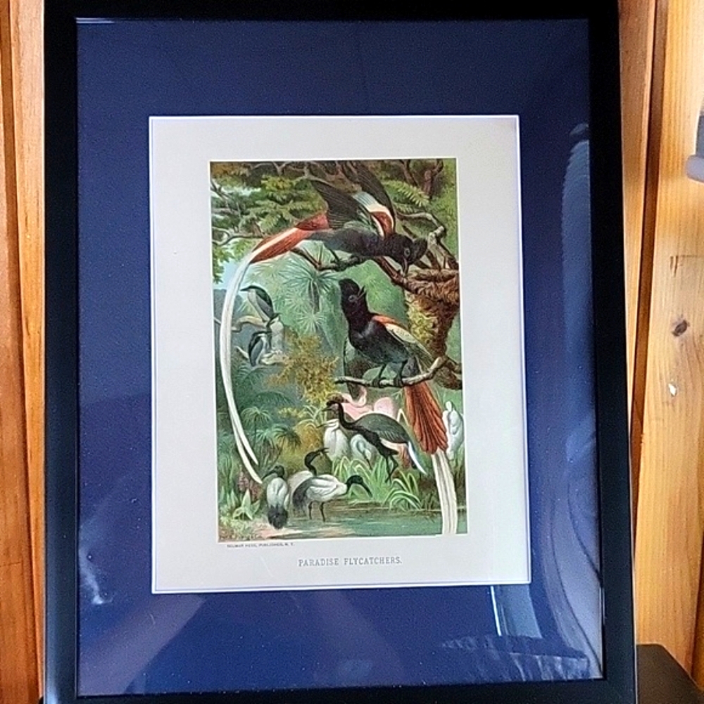 1885 Bird Chromolithographs